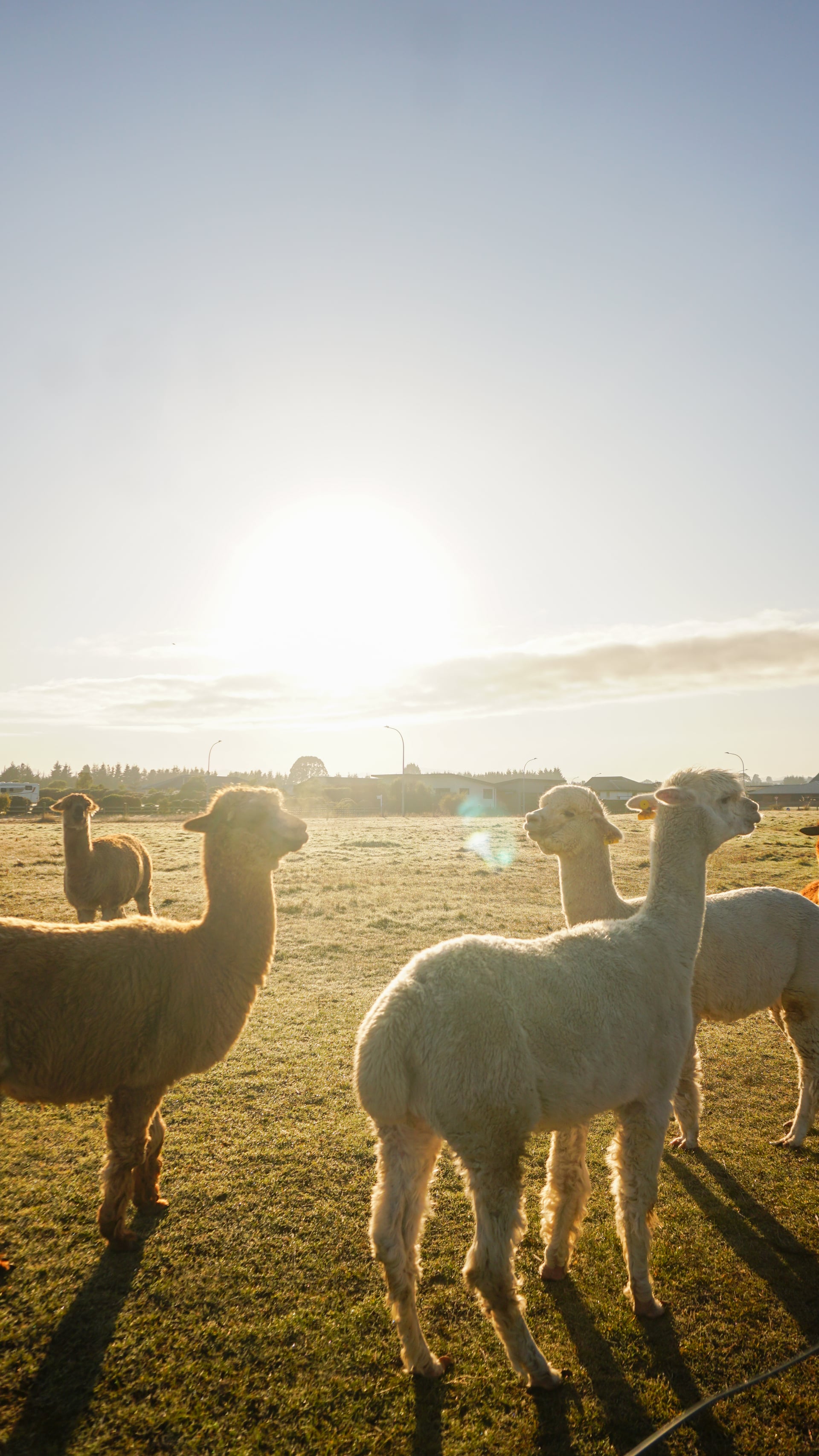 on the way to Fiordland